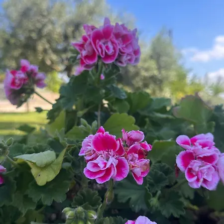 Belvedere Con Piscina - Soggiorni Le Grotte * Camerano