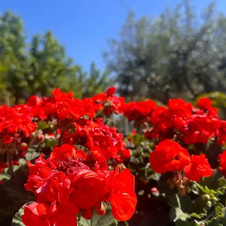Belvedere Con Piscina - Soggiorni Le Grotte 公寓 *
